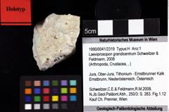 Foto (Objket + Etiketten) von Laeviprosopon grandicentrum (Schweitzer & Feldmann, 2008) 